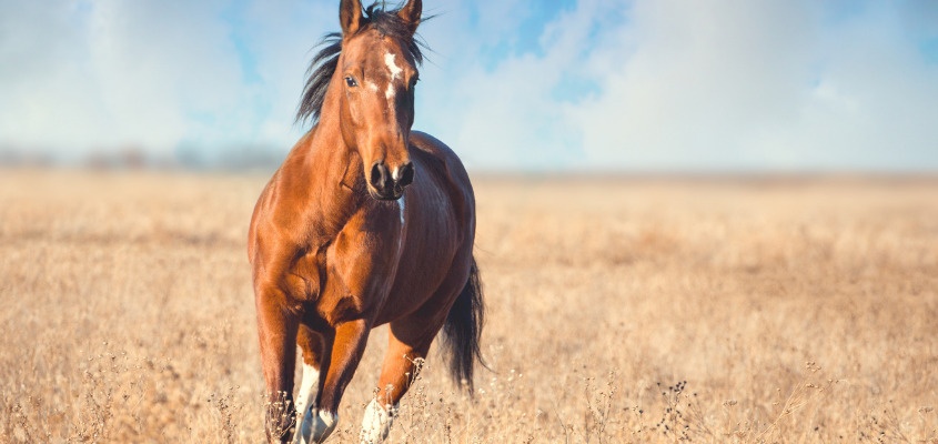 Focus sur deux marques spécialisées dans le bien-être des chevaux : Horse Master et Equi-Top.