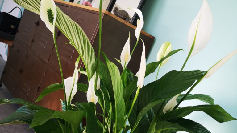 Quelles plantes utiliser pour dépolluer votre bureau ?
